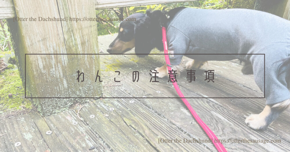 Blog Header image_犬と旅行_犬連れ旅行_kaninchen dachshund_travel with dogs_hilton Odawara resort &spa_trail_カニンヘンダックスフンド_ヒルトン小田原リゾート&スパ_トレイル_わんこの注意事項
